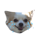ワンワンワンコ（個別スタンプ：3）
