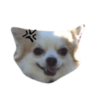 ワンワンワンコ（個別スタンプ：4）