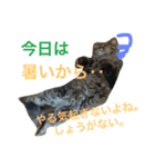 人間よ、これがネコの気持ちだ（個別スタンプ：4）
