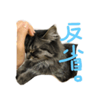 人間よ、これがネコの気持ちだ（個別スタンプ：5）