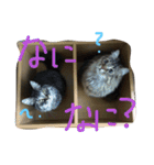 人間よ、これがネコの気持ちだ（個別スタンプ：7）
