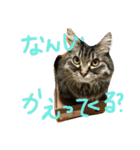 人間よ、これがネコの気持ちだ（個別スタンプ：13）