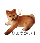 うちの犬スタンプ（個別スタンプ：1）