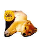 うちの犬スタンプ（個別スタンプ：2）