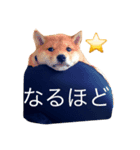 うちの犬スタンプ（個別スタンプ：3）