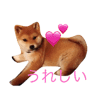 うちの犬スタンプ（個別スタンプ：4）