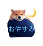 うちの犬スタンプ（個別スタンプ：5）