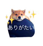 うちの犬スタンプ（個別スタンプ：6）