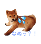 うちの犬スタンプ（個別スタンプ：7）