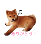 うちの犬スタンプ（個別スタンプ：8）