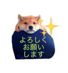 うちの犬スタンプ（個別スタンプ：10）