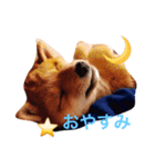 うちの犬スタンプ（個別スタンプ：11）
