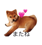 うちの犬スタンプ（個別スタンプ：12）