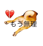 うちの犬スタンプ（個別スタンプ：13）