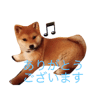 うちの犬スタンプ（個別スタンプ：14）