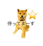 うちの犬スタンプ（個別スタンプ：17）
