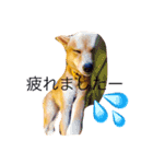 うちの犬スタンプ（個別スタンプ：18）