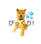 うちの犬スタンプ（個別スタンプ：19）