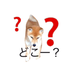 うちの犬スタンプ（個別スタンプ：20）