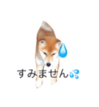うちの犬スタンプ（個別スタンプ：21）