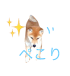 うちの犬スタンプ（個別スタンプ：22）