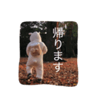 家族専用（個別スタンプ：1）