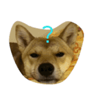 柴犬の丸ちゃん（個別スタンプ：1）