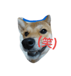 柴犬の丸ちゃん（個別スタンプ：2）