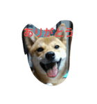 柴犬の丸ちゃん（個別スタンプ：4）