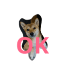 柴犬の丸ちゃん（個別スタンプ：6）