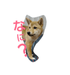 柴犬の丸ちゃん（個別スタンプ：7）