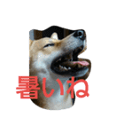 柴犬の丸ちゃん（個別スタンプ：8）