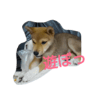 柴犬の丸ちゃん（個別スタンプ：9）