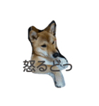 柴犬の丸ちゃん（個別スタンプ：10）