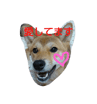 柴犬の丸ちゃん（個別スタンプ：11）