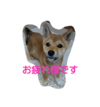 柴犬の丸ちゃん（個別スタンプ：12）