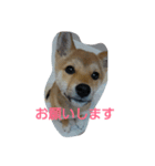 柴犬の丸ちゃん（個別スタンプ：13）