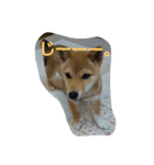柴犬の丸ちゃん（個別スタンプ：14）