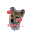 柴犬の丸ちゃん（個別スタンプ：15）