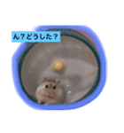 ハムスター★きなことタラ（日常会話）（個別スタンプ：2）