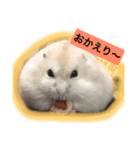 ハムスター★きなことタラ（日常会話）（個別スタンプ：6）