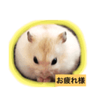 ハムスター★きなことタラ（日常会話）（個別スタンプ：8）