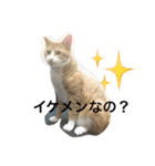 たわし2（個別スタンプ：6）
