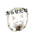 たわし2（個別スタンプ：17）
