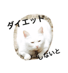 たわし2（個別スタンプ：20）