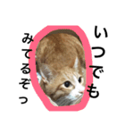 たわし2（個別スタンプ：21）