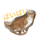 たわし2（個別スタンプ：24）