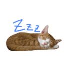 そぼろ（個別スタンプ：4）