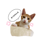 そぼろ（個別スタンプ：15）