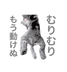 りんごさんと、たまにちわわ（個別スタンプ：6）